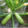 MSQ101 Duoguo green high yield top squash seeds for sale